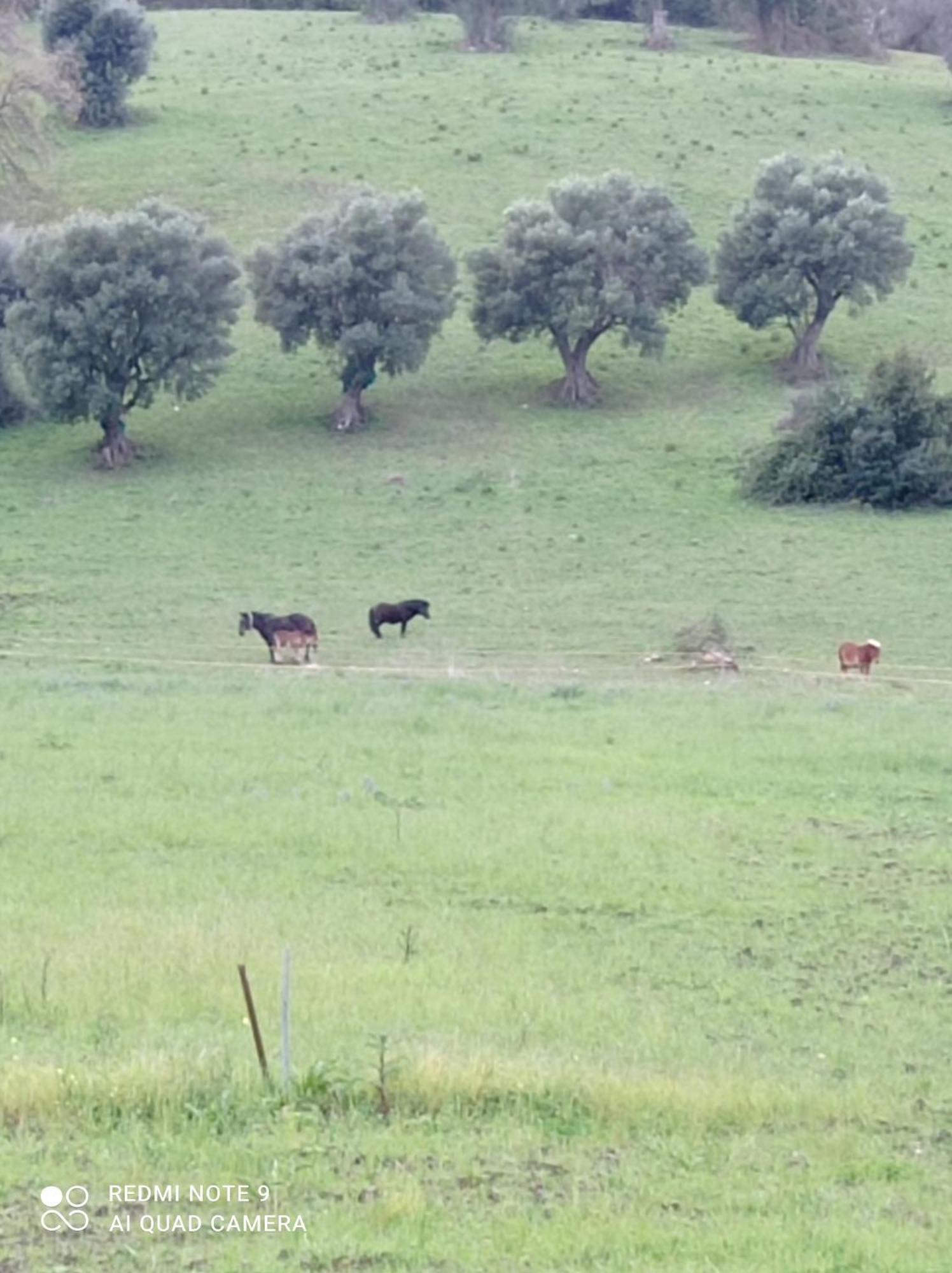 Lux Vera B & B Agropoli Esterno foto